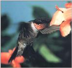Re: REQ: chipmunks, deer, hummingbirds - Ruby-throated Hummingbird 72
