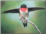 Hummingbird - Ruby-throated Hummingbird 77