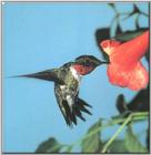 Hummingbird - Ruby-throated Hummingbird 79