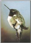 Hummingbird - Ruby-throated Hummingbird 80