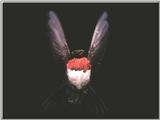 Hummingbird - Ruby-throated Hummingbird 81