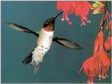 Hummingbird - Ruby-throated Hummingbird 85