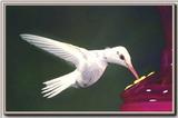Hummingbirds - Ruby-throated