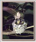 Hummingbirds - Ruby-throated