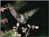 Hummingbird - Ruby-throated Hummingbird Female 02