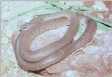 Rufous-beaked Snake (Rhamphiophis oxyrhynchus)