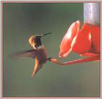 Hummingbird - Rufous