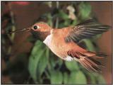 Hummingbird - Rufous Hummingbird 103a