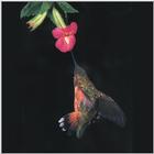 Rufous Hummingbird - Rufous Hummingbird 11