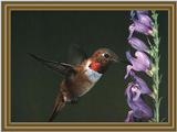 Rufous Hummingbird (13)