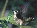 Rufous Hummingbird - Rufous Hummingbird 20