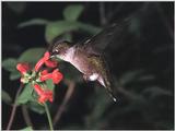 Rufous Hummingbird - Rufous Hummingbird 22