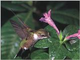 Rufous Hummingbird - Rufous Hummingbird 27