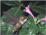Rufous Hummingbird - Rufous Hummingbird 28