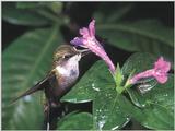 Rufous Hummingbird - Rufous Hummingbird 29
