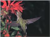 Rufous Hummingbird - Rufous Hummingbird 33