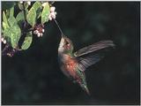 Rufous Hummingbird - Rufous Hummingbird 35