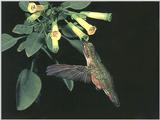 Rufous Hummingbird - Rufous Hummingbird 36
