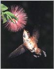 Rufous Hummingbird - Rufous Hummingbird 37