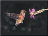 Rufous Hummingbird - Rufous Hummingbird 38