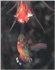 Rufous Hummingbird - Rufous Hummingbird 39