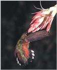 Rufous Hummingbird - Rufous Hummingbird 40