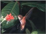 Rufous Hummingbird - Rufous Hummingbird 41