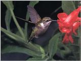 Rufous Hummingbird - Rufous Hummingbird 44