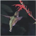 Rufous Hummingbird - Rufous Hummingbird 45