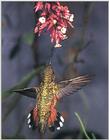 Rufous Hummingbird - Rufous Hummingbird 63