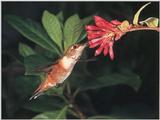 Rufous Hummingbird - Rufous Hummingbird 64