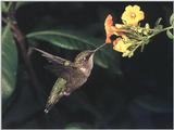 Rufous Hummingbird - Rufous Hummingbird 65