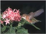 Rufous Hummingbird - Rufous Hummingbird 66