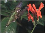 Rufous Hummingbird - Rufous Hummingbird 67