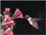 Rufous Hummingbird - Rufous Hummingbird 69