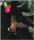 Rufous Hummingbird - Rufous Hummingbird 71