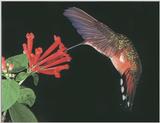 Rufous Hummingbird - Rufous Hummingbird 73