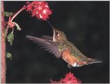 Rufous Hummingbird - Rufous Hummingbird 74