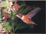 Rufous Hummingbird - Rufous Hummingbird 75