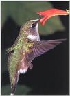 Rufous Hummingbird - Rufous Hummingbird 77