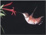Rufous Hummingbird - Rufous Hummingbird 79