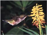 Rufous Hummingbird - Rufous Hummingbird 80