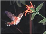 Rufous Hummingbird - Rufous Hummingbird 81