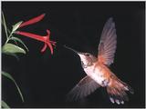 Rufous Hummingbird - Rufous Hummingbird 82