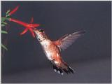 Rufous Hummingbird - Rufous Hummingbird 83