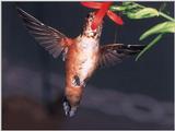 Rufous Hummingbird - Rufous Hummingbird 84
