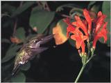 Rufous Hummingbird - Rufous Hummingbird 85