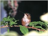 Rufous Hummingbird - Rufous Hummingbird 86
