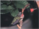 Rufous Hummingbird - Rufous Hummingbird 87