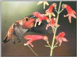 Hummingbird - Rufous Hummingbird 99